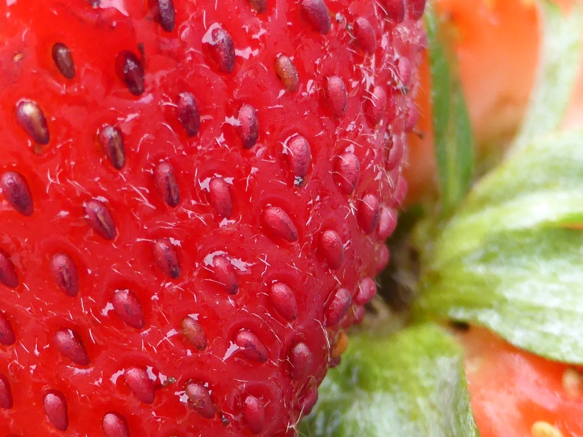 Close-up photograph of fresh strawberries by MartinThoma